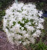 000_1239.webp