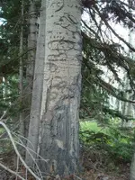 DSC01037a.webp