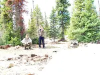 Lions Tigers & Bears Here.webp