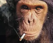 funnymonkey7.webp