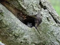 treefrog1.webp