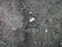 101_1430.webp