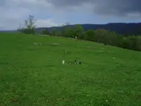 easter hunt.webp