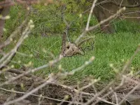 The real Grass Buck.webp