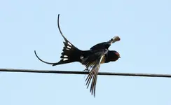 Swallow_.webp