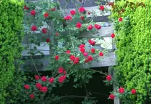 DSC04930.webp