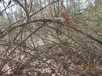 GWsite brush area.webp