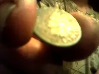 1883 penny.webp