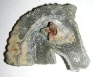 horse back.webp