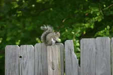 squirrel.webp