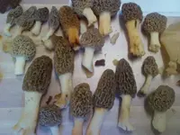 Morel #4.webp