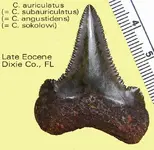 auriculatussynonomy.webp