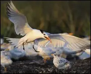 tern-landing-with-fish-7-6-09-25876[1].webp