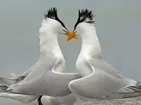 1248289691rfGFEzM[1].webp
