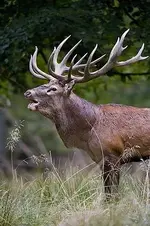 Red Deer Stag Picture.webp