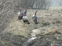 turkeys in the field  4-10-11 (3).webp