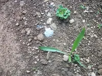 101_1446.webp