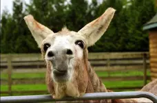 YouRangHmmmmmm_Donkey.webp