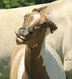 neener_neener_neener_foal.webp