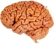 brain.webp