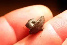 NH FINDS 05-20 009.webp