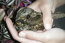 WHIPPOORWILL UP-CLOSE.webp