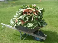 Rubarb.webp