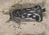 Moth.webp