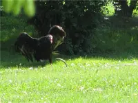 buzzard and snake.webp