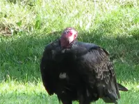buzzard.webp