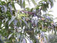 100_0608.webp