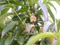 100_0609.webp