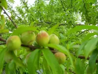 100_0612.webp