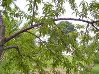 100_0613.webp