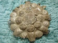 P5290091ax.webp