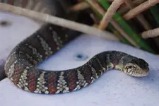 Banded_Water_Snake(Nerodia_fasciata_fasciata)2609[2].webp