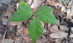 IMAG0029.webp