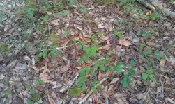 IMAG0030.webp