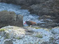 rock 024.webp