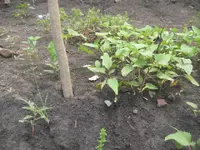 004.webp