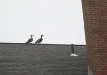 duck1.webp