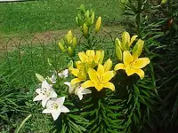 lillies.webp