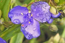 spiderwort with hs20exr.webp