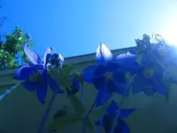 5-21-11 011.webp