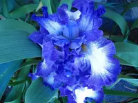 5-21-11 013.webp