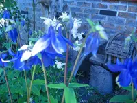 5-21-11 008.webp