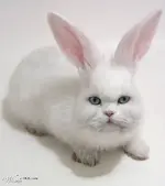 Photoshop #8.webp
