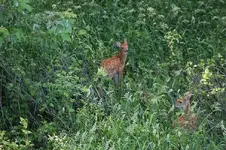 fawns 002.webp