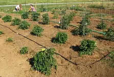 garden529.webp