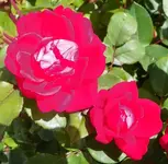 100_0857.webp